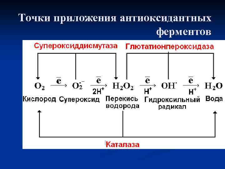 Точки приложения антиоксидантных ферментов 