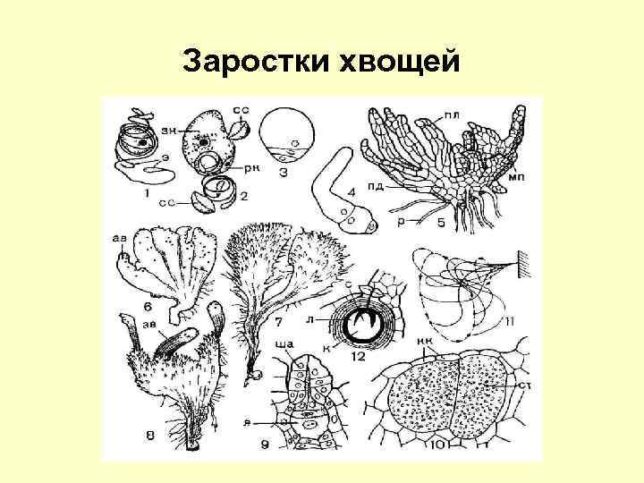 Заростки хвощей 