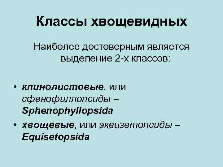 Классы хвощевидных Наиболее достоверным является выделение 2 -х классов: • клинолистовые, или сфенофиллопсиды Sphenophyllopsida