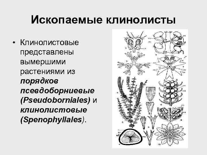 Ископаемые клинолисты • Клинолистовые представлены вымершими растениями из порядков псевдоборниевые (Pseudoborniales) и клинолистовые (Spenophyllales).