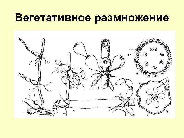 Вегетативное размножение 