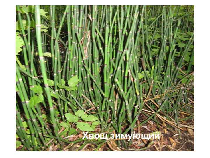 Хвощ зимующий 