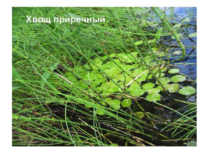 Хвощ приречный 