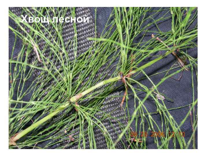 Хвощ лесной 