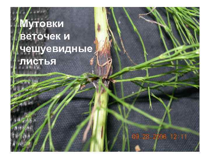 Мутовки веточек и чешуевидные листья 