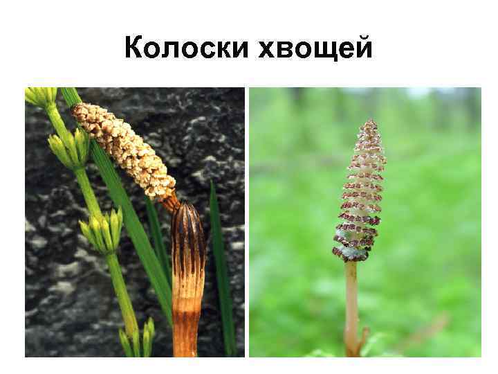 Колоски хвощей 