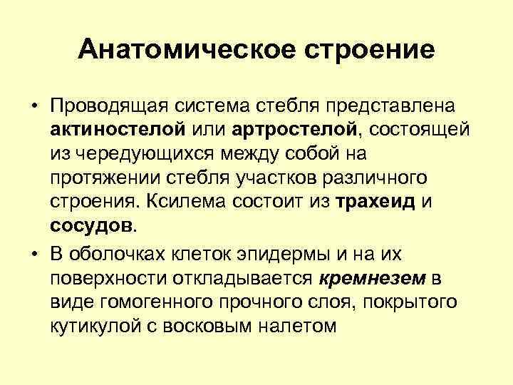 Анатомическое строение • Проводящая система стебля представлена актиностелой или артростелой, состоящей из чередующихся между
