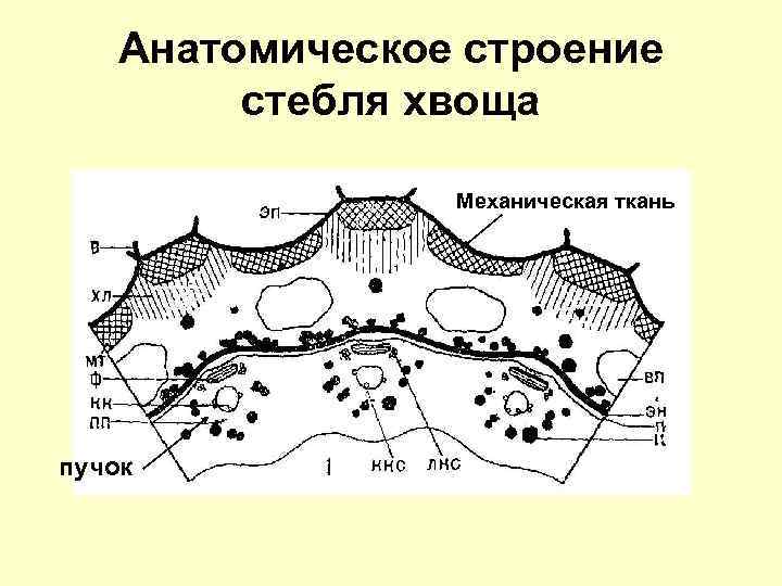Анатомическое строение стебля хвоща Механическая ткань пучок 