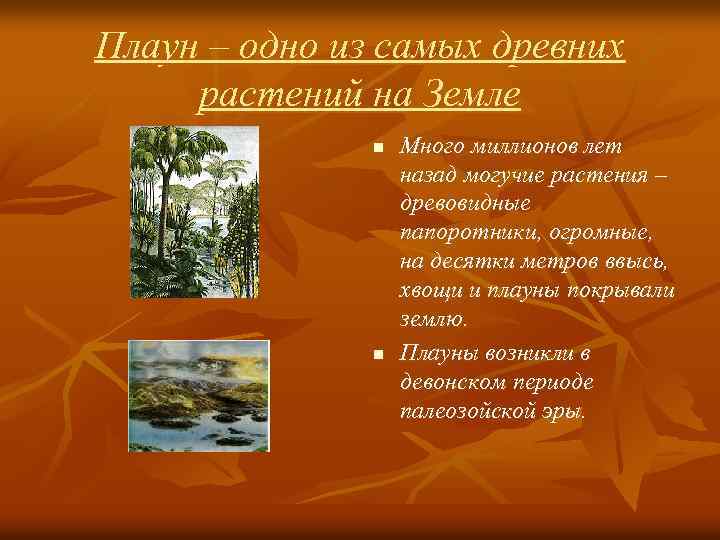 Плаун – одно из самых древних растений на Земле n n Много миллионов лет