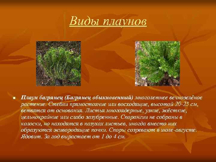 Виды плаунов n Плаун багрянец (Багрянец обыкновенный) многолетнее вечнозелёное растение. Стебли прямостоячие или восходящие,