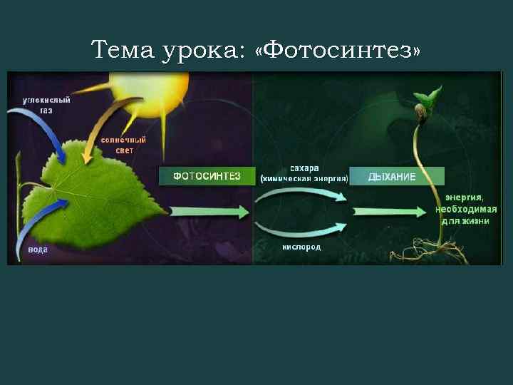 Тема урока: «Фотосинтез» 