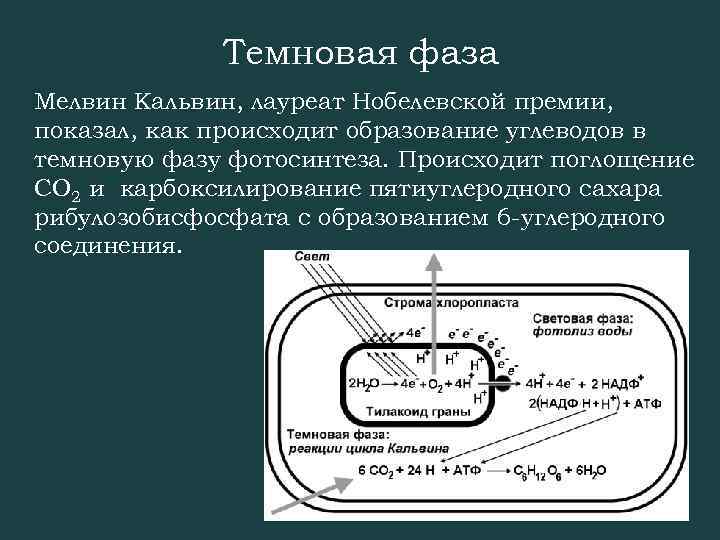 Темновая фаза Мелвин Кальвин, лауреат Нобелевской премии, показал, как происходит образование углеводов в темновую