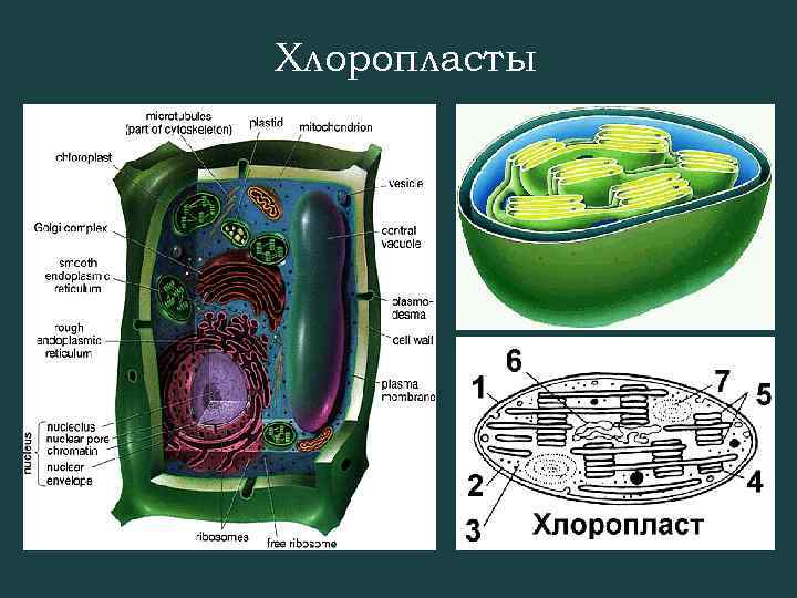 Хлоропласты 