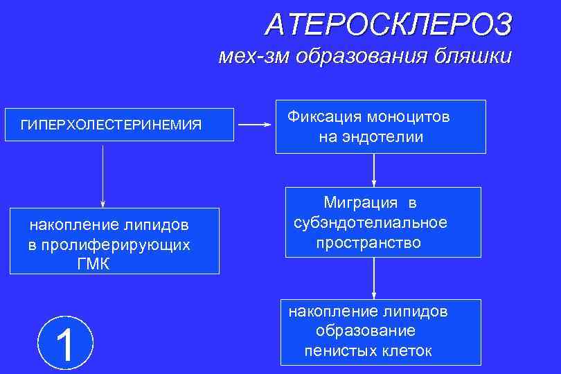 АТЕРОСКЛЕРОЗ мех-зм образования бляшки ГИПЕРХОЛЕСТЕРИНЕМИЯ накопление липидов в пролиферирующих ГМК 1 Фиксация моноцитов на