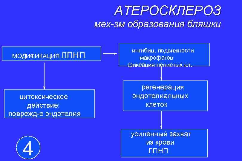 АТЕРОСКЛЕРОЗ мех-зм образования бляшки МОДИФИКАЦИЯ ЛПНП цитоксическое действие: поврежд-е эндотелия 4 ингибиц. подвижности макрофагов