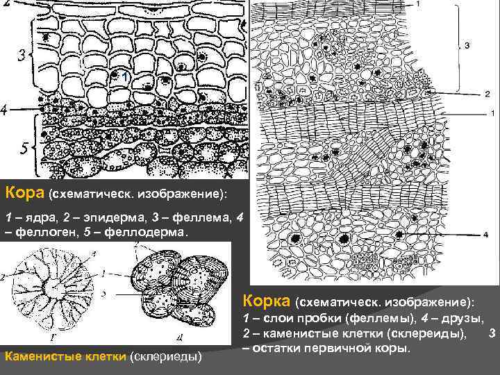 Клетка дуба. Механические элементы коры каменистые клетки. Клетки коры дуба. Каменистые клетки в коре дуба. Микроскопия дуб каменистые клетки.