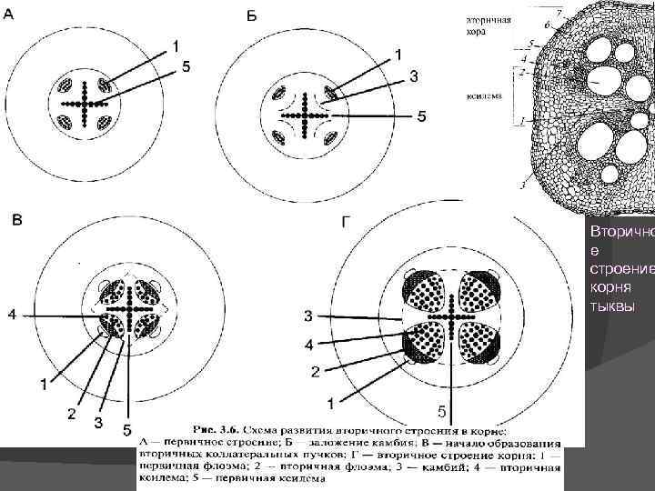 Вторично е строение корня тыквы 5 