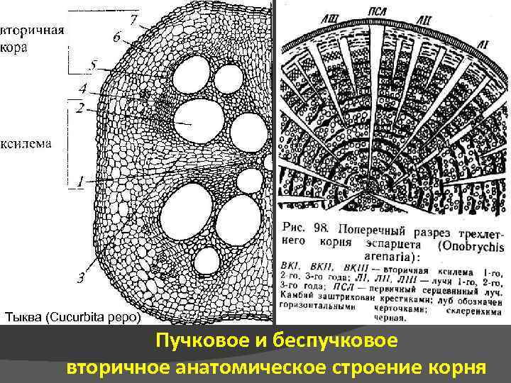 Тыква (Cucurbita pepo) Пучковое и беспучковое вторичное анатомическое строение корня 