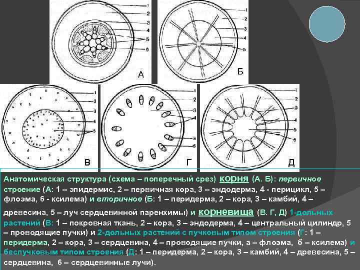 Б А В В Г Д Д Д Анатомическая структура (схема – поперечный срез)