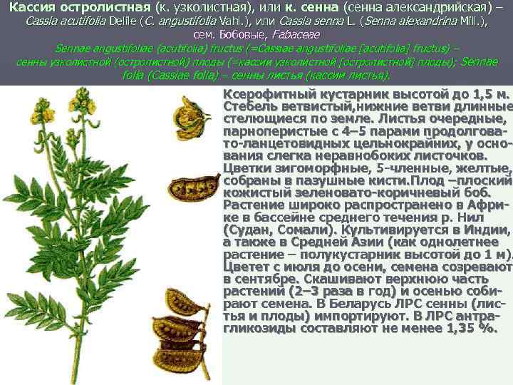 Кассия остролистная (к. узколистная), или к. сенна (сенна александрийская) – Cassia acutifolia Delile (C.