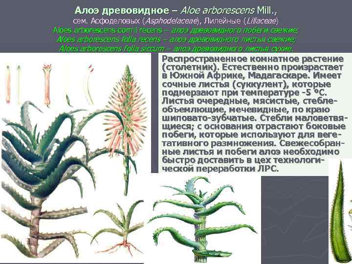 Алоэ древовидное – Aloe arborescens Mill. , сем. Асфоделовых (Asphodelaceae), Лилейные (Liliaceae) Aloes arborescens
