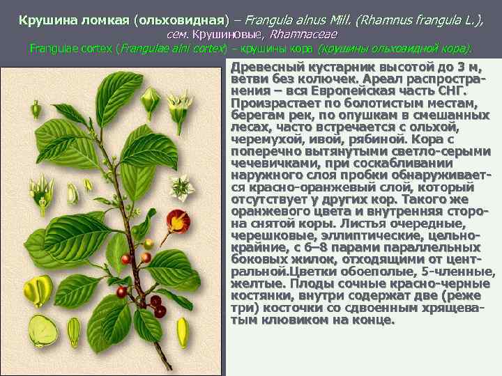 Крушина ломкая (ольховидная) – Frangula alnus Mill. (Rhamnus frangula L. ), сем. Крушиновые, Rhamnaceae