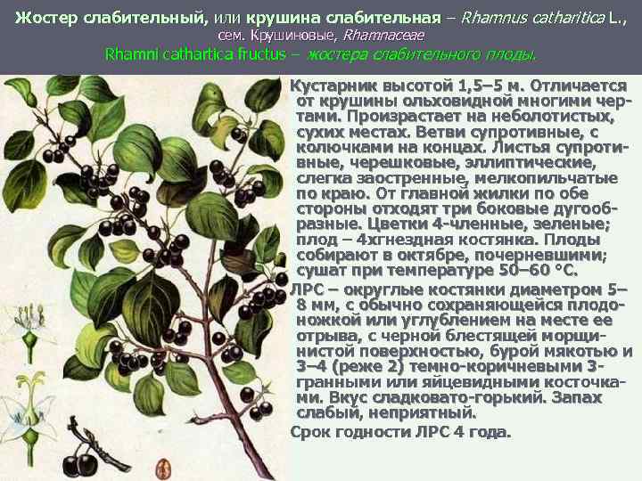 Жостер слабительный, или крушина слабительная – Rhamnus catharitica L. , сем. Крушиновые, Rhamnaceae Rhamni