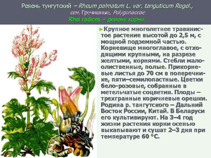 Ревень тунгутский – Rheum palmatum L. var. tanguticum Regel. , сем. Гречишные, Polygonaceae Rhei