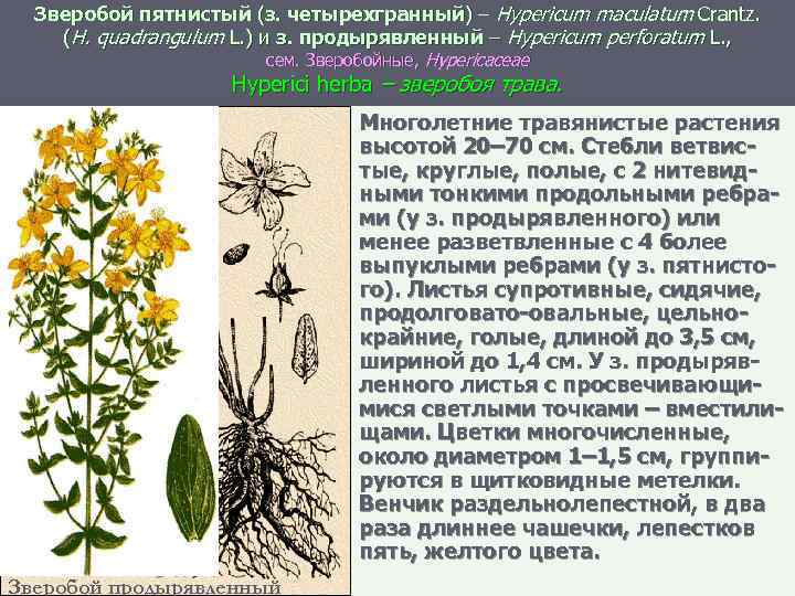 Зверобой пятнистый (з. четырехгранный) – Hypericum maculatum Crantz. (H. quadrangulum L. ) и з.