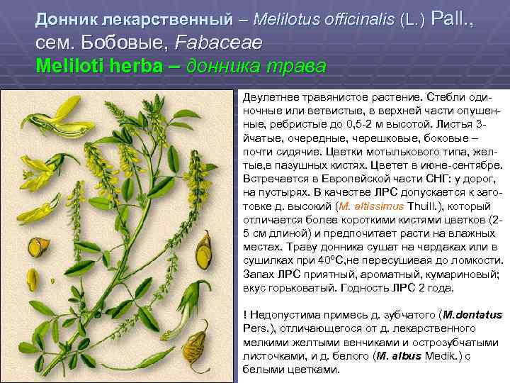 Донник лекарственный – Melilotus officinalis (L. ) Pall. , сем. Бобовые, Fabaceae Meliloti herba