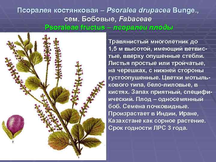 Псоралея костянковая – Psoralea drupacea Bunge. , сем. Бобовые, Fabaceae Psoraleae fructus – псоралеи
