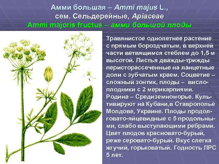 Амми большая – Ammi majus L. , сем. Сельдерейные, Apiaceae Ammi majoris fructus –