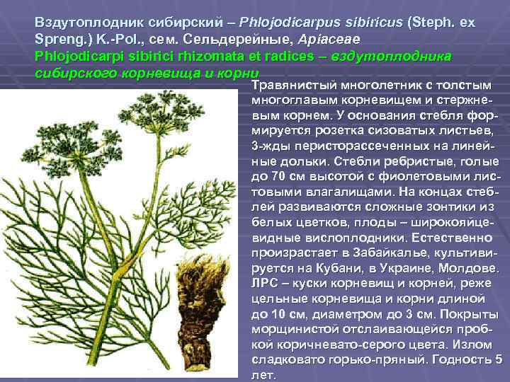 Вздутоплодник сибирский – Phlojodicarpus sibiricus (Steph. ex Spreng. ) K. -Pol. , сем. Сельдерейные,