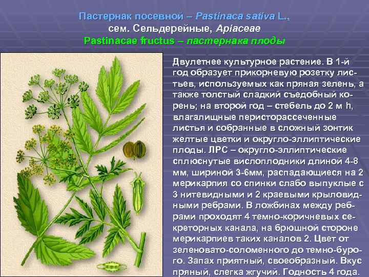 Пастернак посевной – Pastinaca sativa L. , сем. Сельдерейные, Apiaceae Pastinacae fructus – пастернака