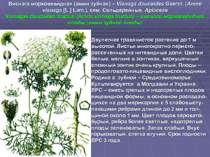 Виснага морковевидная (амми зубная) – Visnaga daucoides Gaertn. (Ammi visnaga [L. ] Lam. ),