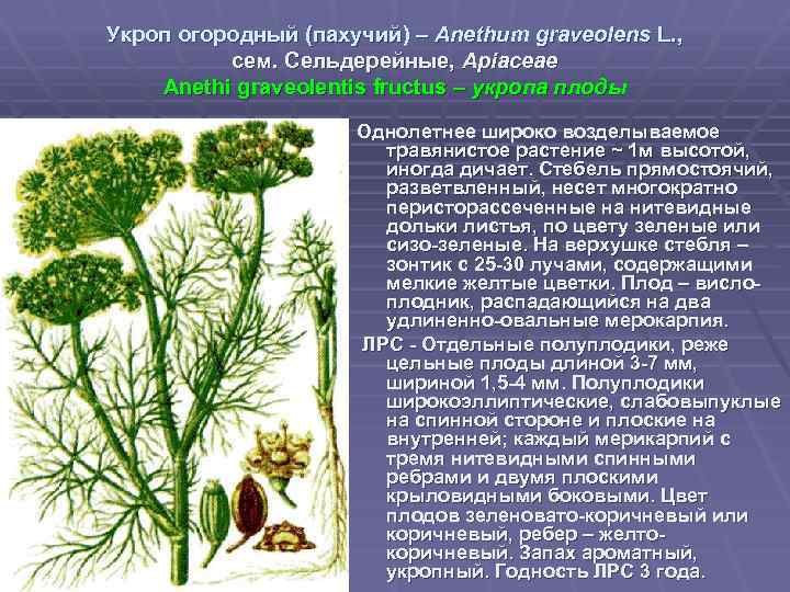Укроп огородный (пахучий) – Anethum graveolens L. , сем. Сельдерейные, Apiaceae Anethi graveolentis fructus