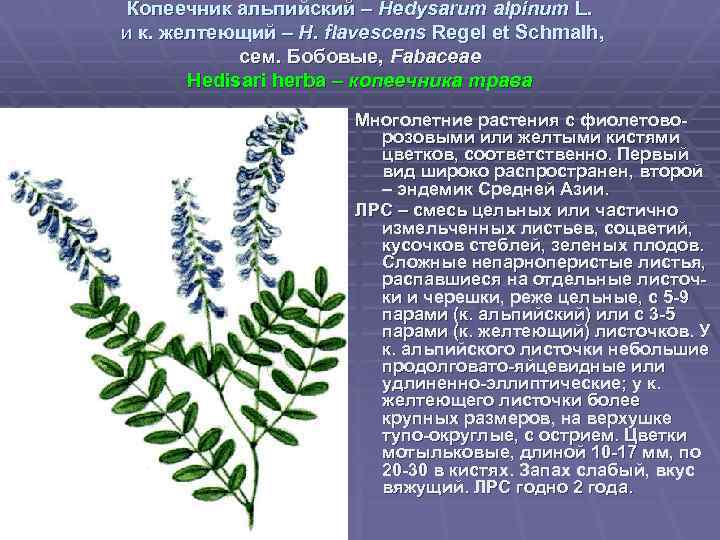 Копеечник альпийский – Hedysarum alpinum L. и к. желтеющий – H. flavescens Regel et
