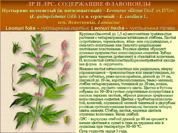 ЛР И ЛРС, СОДЕРЖАЩИЕ ФЛАВОНОИДЫ Пустырник волосистый (п. пятилопастный) – Leonurus villosus Desf. ex
