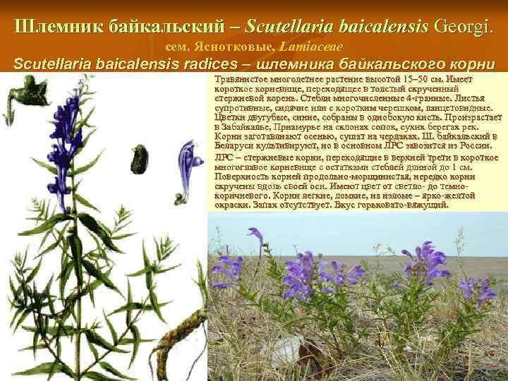 Шлемник байкальский – Scutellaria baicalensis Georgi. сем. Яснотковые, Lamiaceae Scutellaria baicalensis radices – шлемника