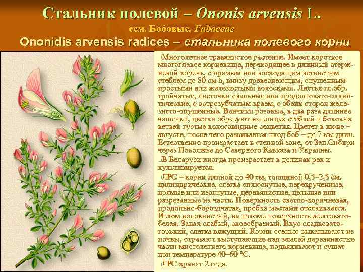 Стальник полевой – Ononis arvensis L. сем. Бобовые, Fabaceae Ononidis arvensis radices – стальника
