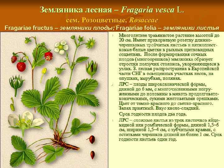 Земляника лесная – Fragaria vesca L. сем. Розоцветные, Rosaceae Fragariae fructus – земляники плоды;