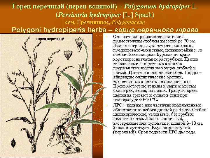 Горец перечный (перец водяной) – Polygonum hydropiper L. (Persicaria hydropiper [L. ] Spach) сем.
