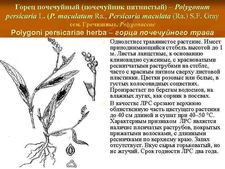 Горец почечуйный (почечуйник пятнистый) – Polygonum persicaria L. (P. maculatum Ra. , Persicaria maculata