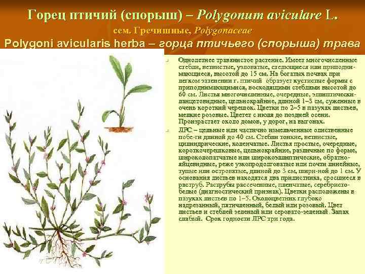 Горец птичий (спорыш) – Polygonum aviculare L. сем. Гречишные, Polygonaceae Polygoni avicularis herba –