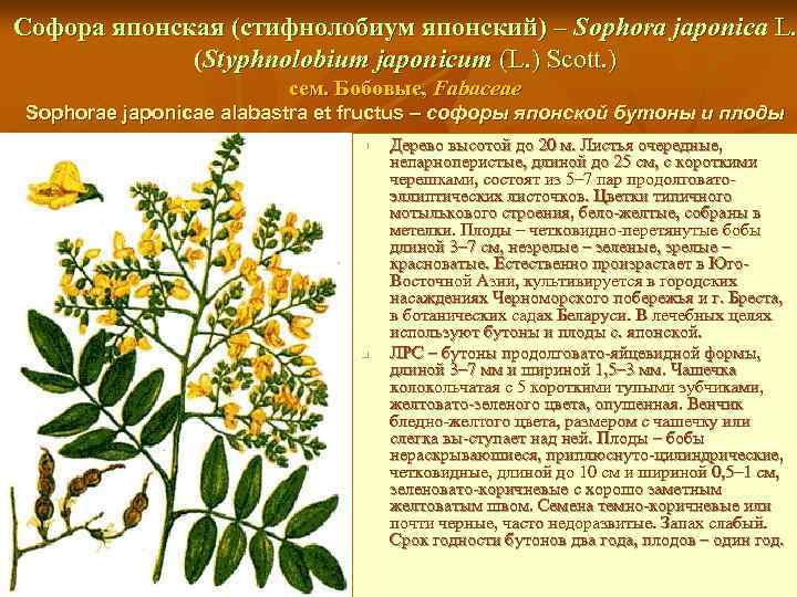 Софора японская (стифнолобиум японский) – Sophora japonica L. (Styphnolobium japonicum (L. ) Scott. )