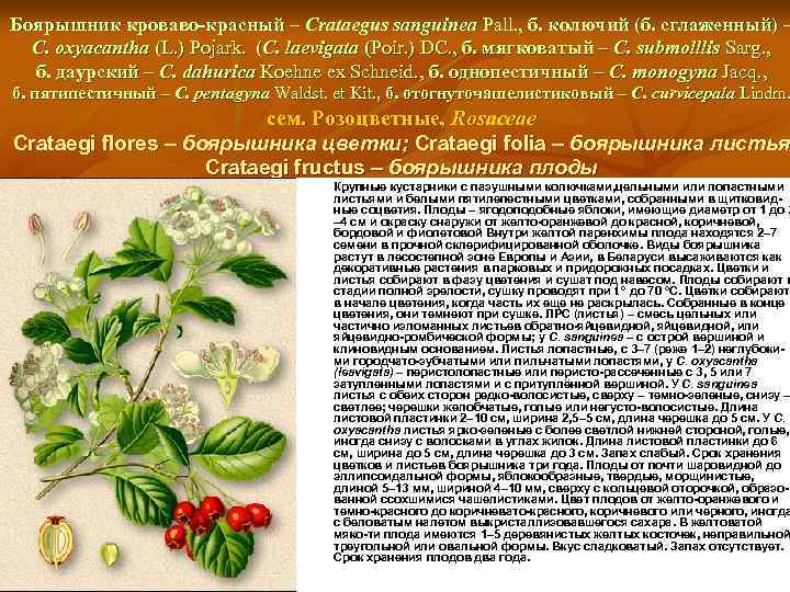 Боярышник кроваво-красный – Crataegus sanguinea Pall. , б. колючий (б. сглаженный) – C. oxyacantha