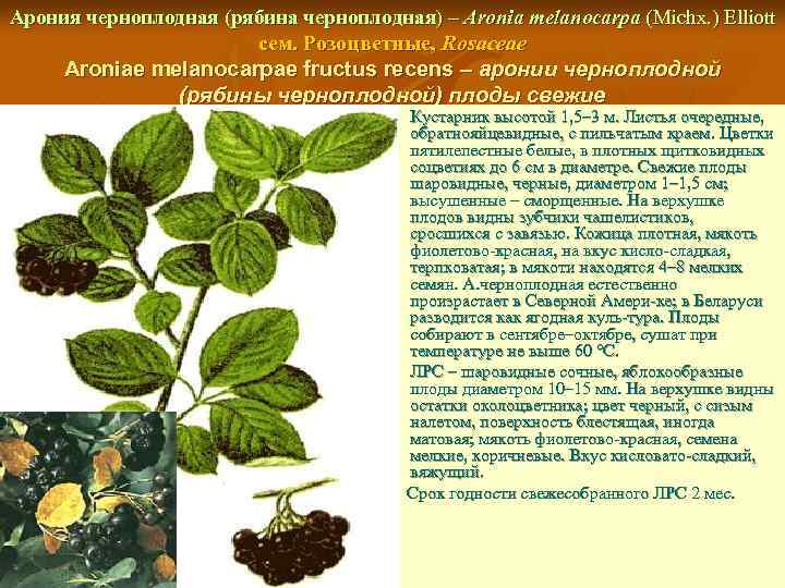 Арония черноплодная (рябина черноплодная) – Aronia melanocarpa (Michx. ) Elliott сем. Розоцветные, Rosaceae Aroniae
