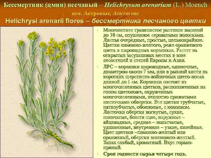 Бессмертник (цмин) песчаный – Helichrysum arenarium (L. ) Moench сем. Астровые, Asteraceae Helichrysi arenarii