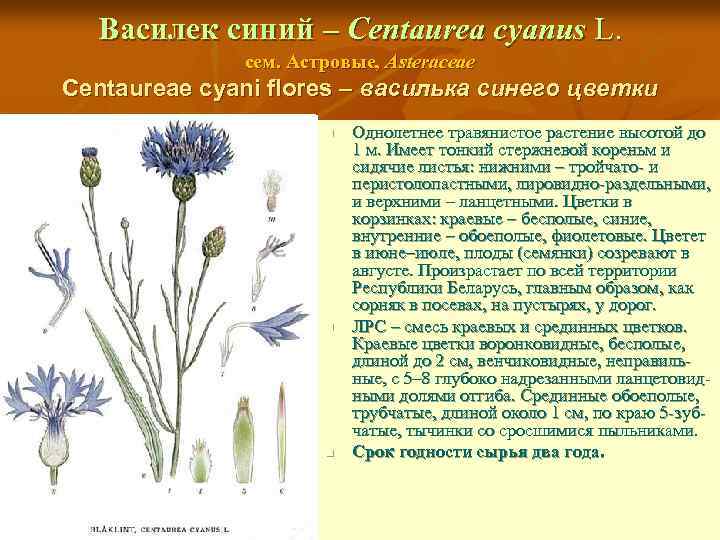 Василек синий – Centaurea cyanus L. сем. Астровые, Asteraceae Centaureae cyani flores – василька