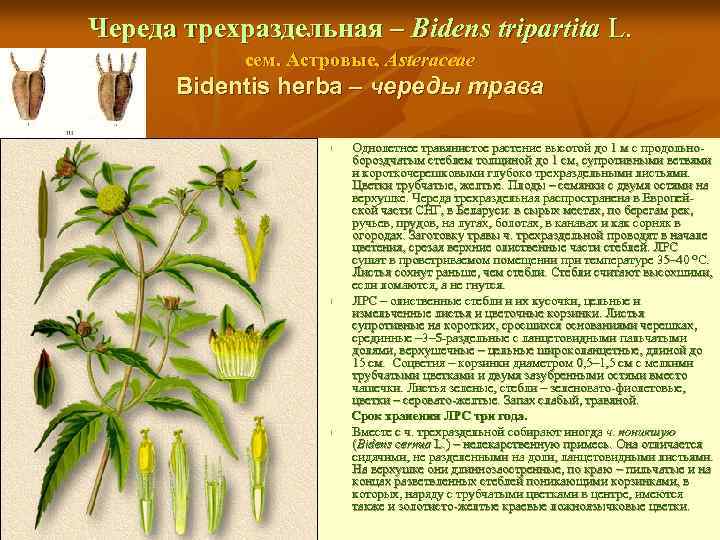 Череда трехраздельная – Bidens tripartita L. сем. Астровые, Asteraceae Bidentis herba – череды трава